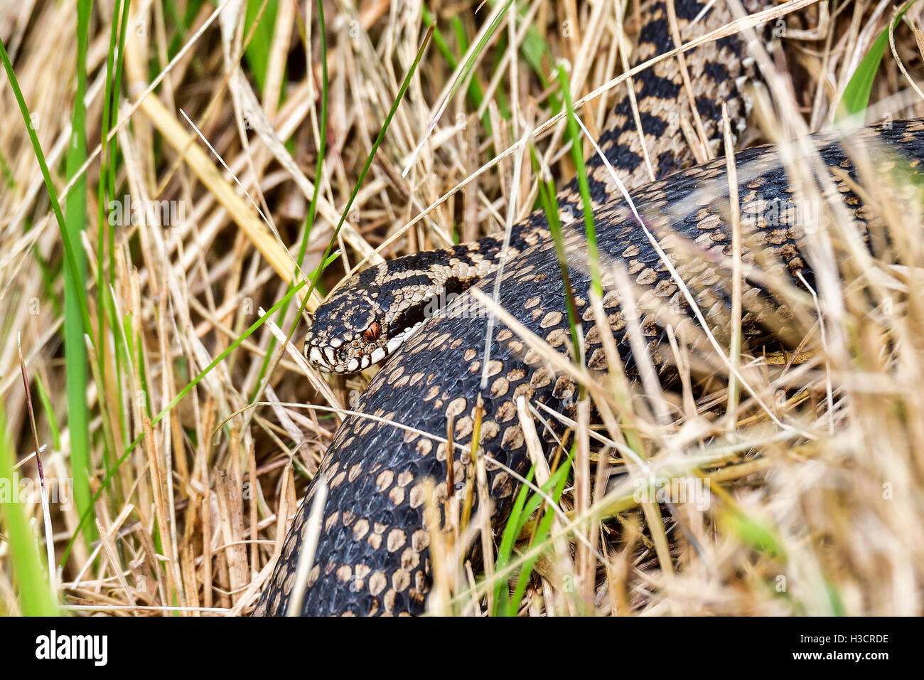 Europäische Giftschlange Viper 5 Buchstaben www.alamy.de
