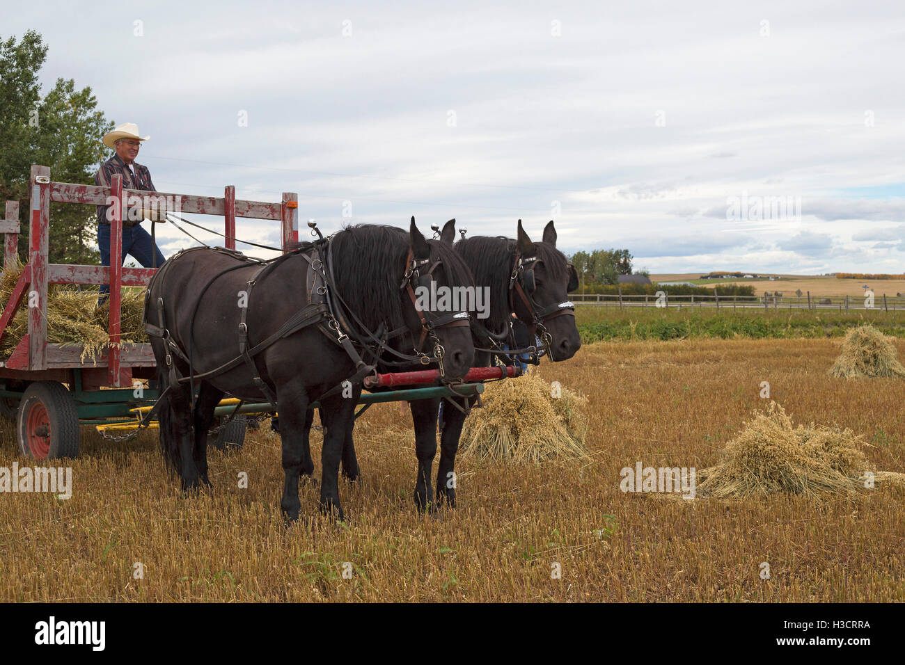 Mann, der das Team von Percheron Two Horse fährt, um Haferstooks während der Ernte auf Prärielandflächen im Süden von Alberta, Kanada, zu sammeln Stockfoto