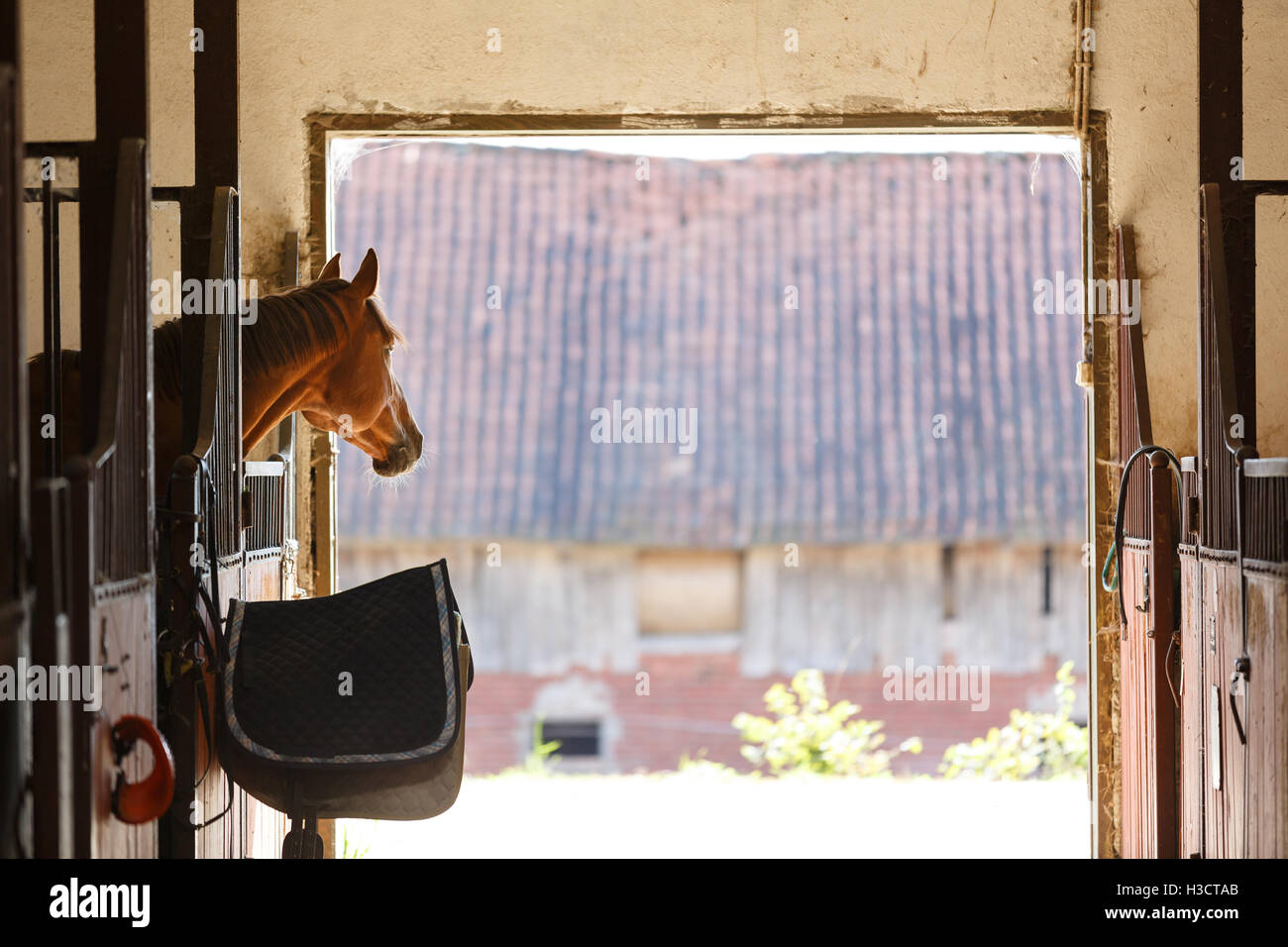 Das Pferd mit Blick auf die Stalltüren Stockfoto