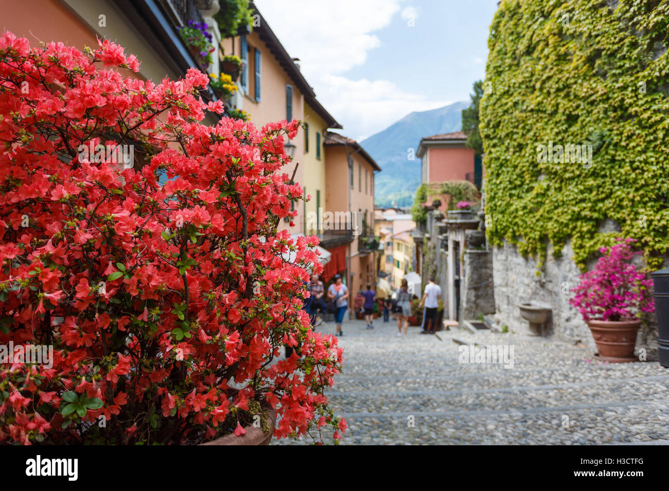 Blumen in einer Straße von Bellagio, Italien Stockfoto