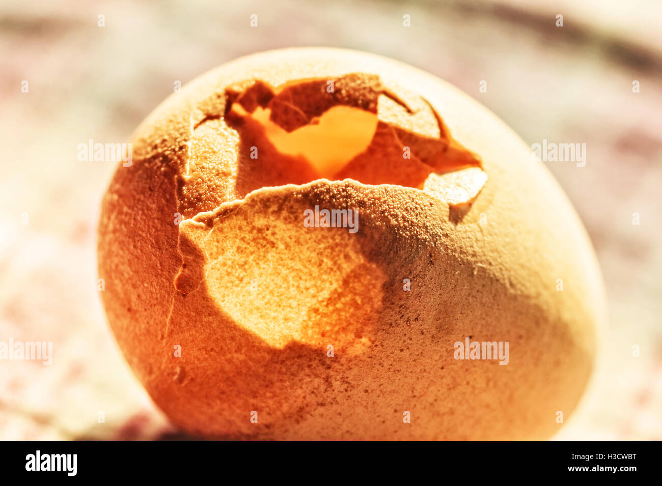 Schöne rissige Huhn Ei Nahaufnahme in sonnigen Strahlen Stockfoto