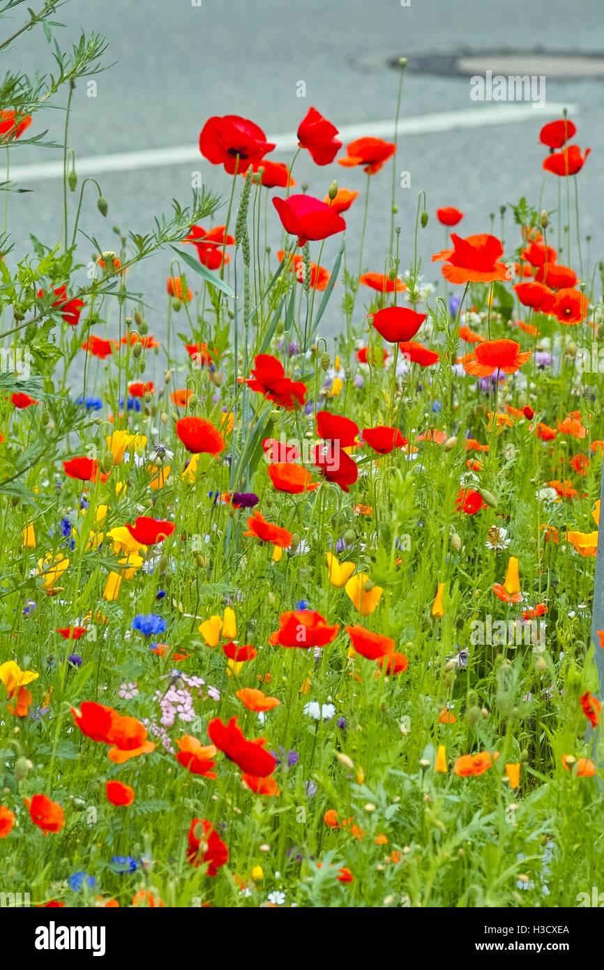 Schönen Wildblumen in Rot, Orange, Gelb und Blau. Verschiedene Arten von Mohn Blumen wie das Feld Poppy, Kalifornischer Mohn in eine blühende Grenze Stockfoto