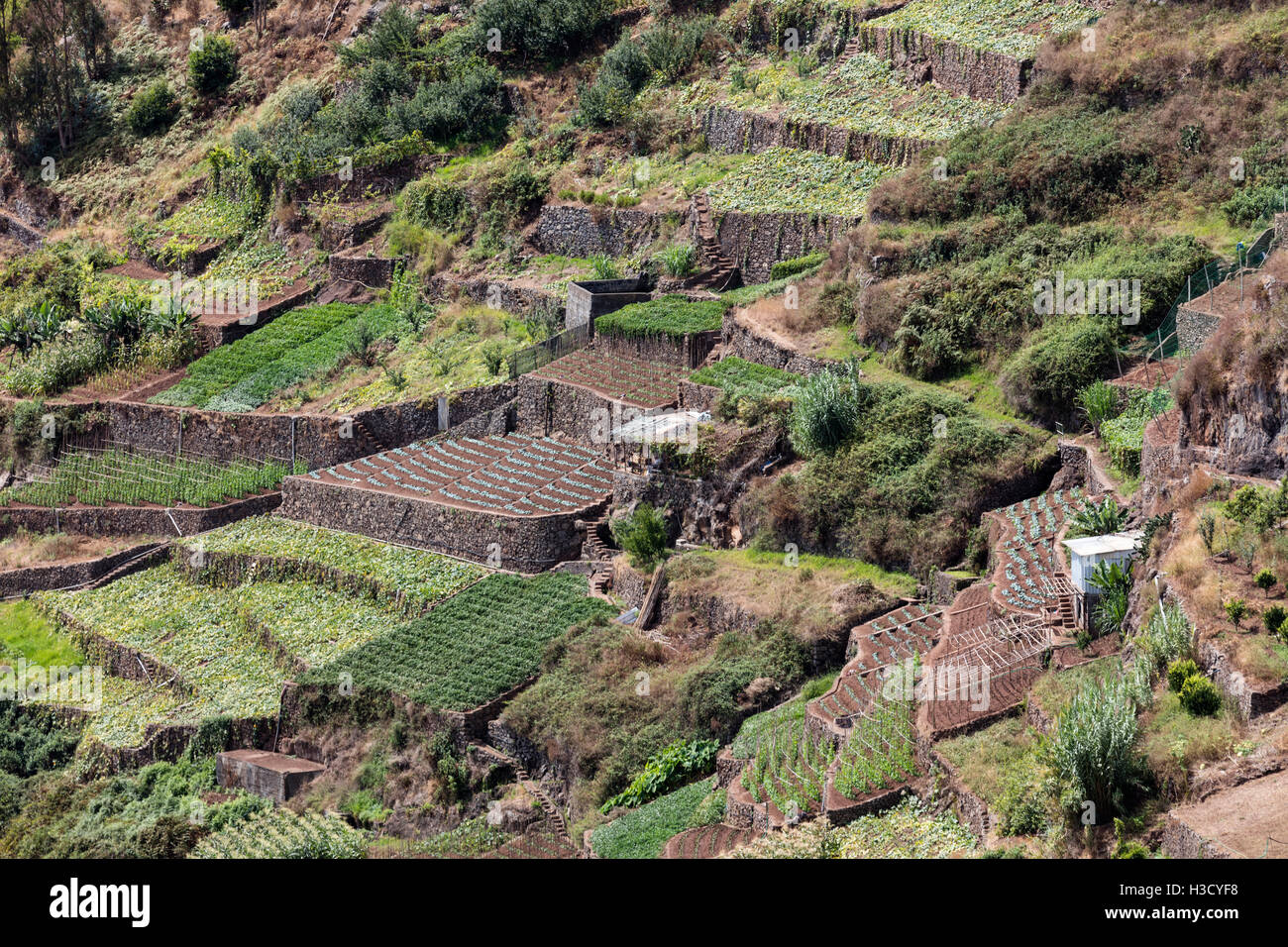 Landwirtschaft und Landschaften auf der Insel Madeira. Blick auf die terrassenförmig angelegten und gepflegten land Stockfoto