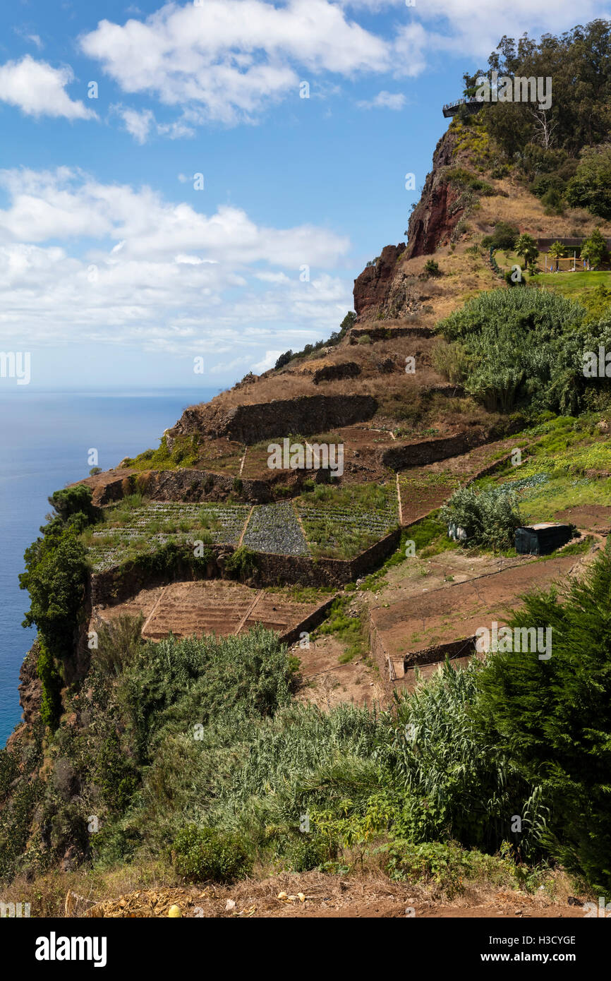 Landwirtschaft und Landschaften auf der Insel Madeira. Blick auf die terrassenförmig angelegten und gepflegten Land. Stockfoto