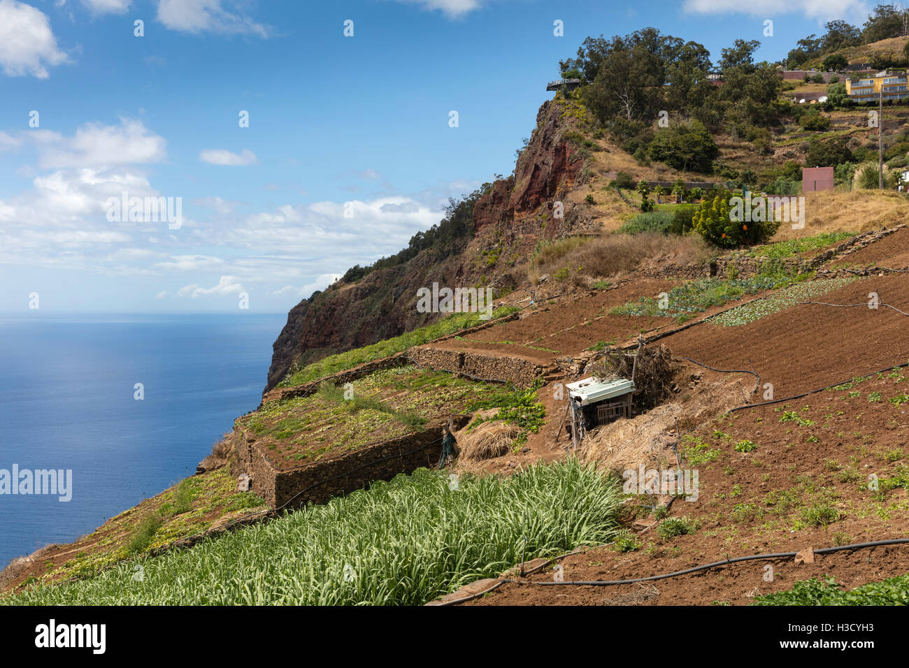 Landwirtschaft und Landschaften auf der Insel Madeira. Blick auf die terrassenförmig angelegten und gepflegten Land. Stockfoto
