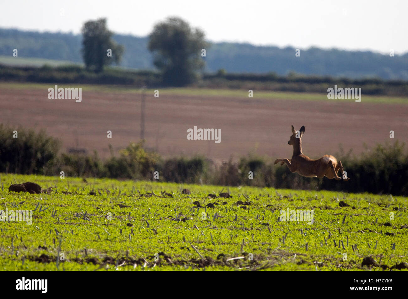 Reh auf der Flucht Stockfoto