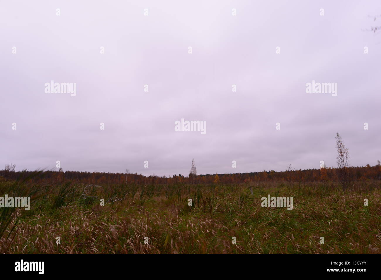 Im herbstlichen Wald Sumpf unter den düsteren Himmel bewölkt Stockfoto