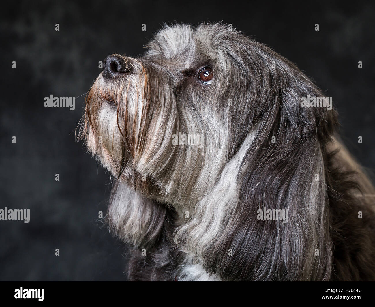 Tibet Terrier vor grauem Hintergrund abgebildet Stockfoto