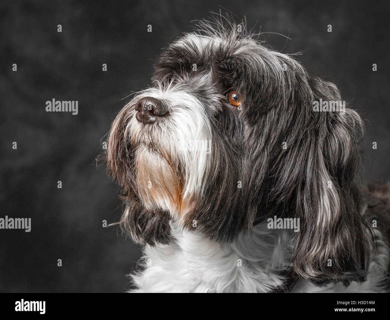 Tibet Terrier vor grauem Hintergrund abgebildet Stockfoto