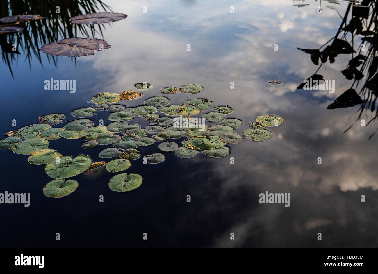 Erhöhte Ansicht der Lotusblätter auf See Stockfoto