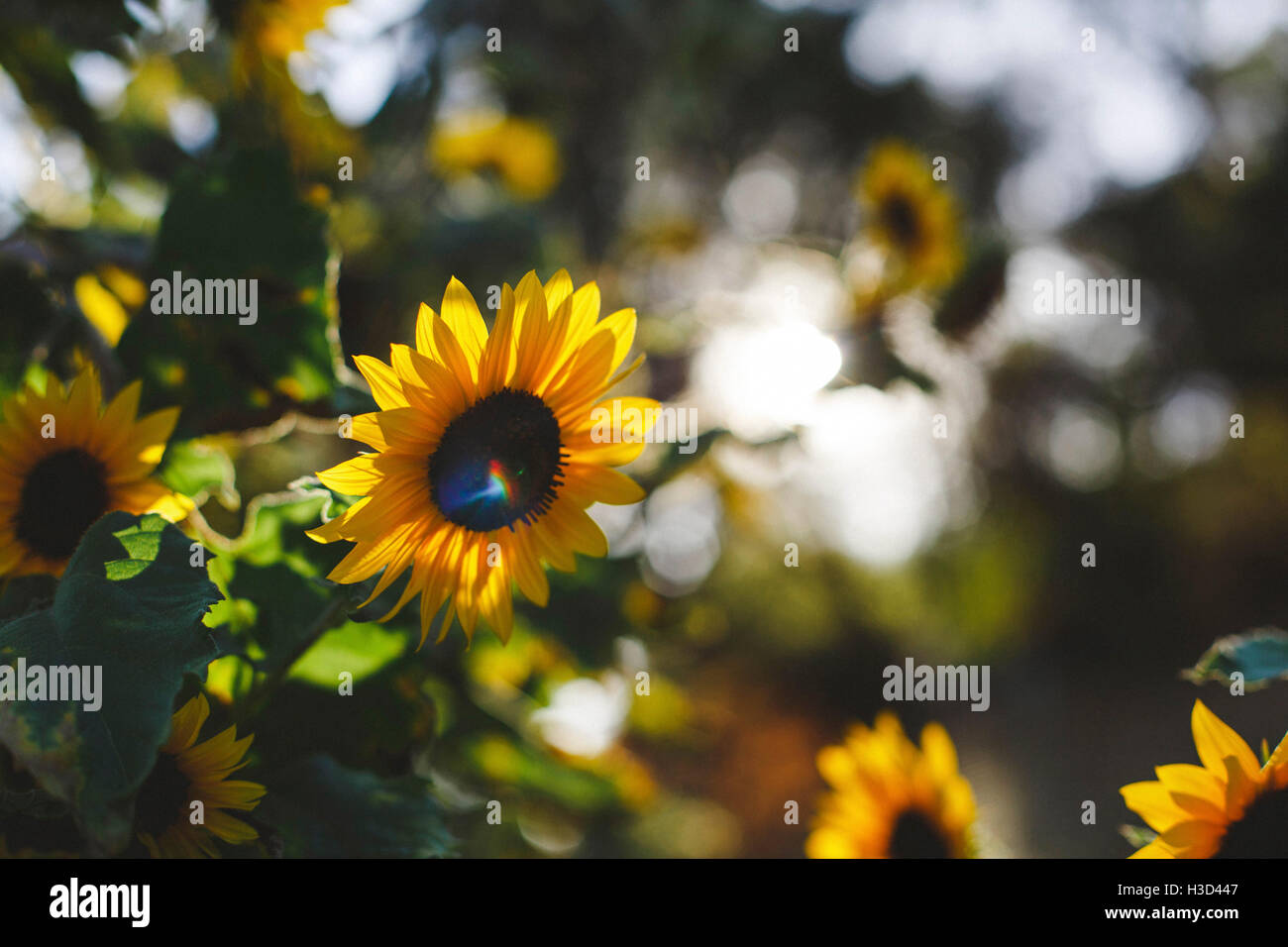 Nahaufnahme von Sonnenblumen blühen im park Stockfoto