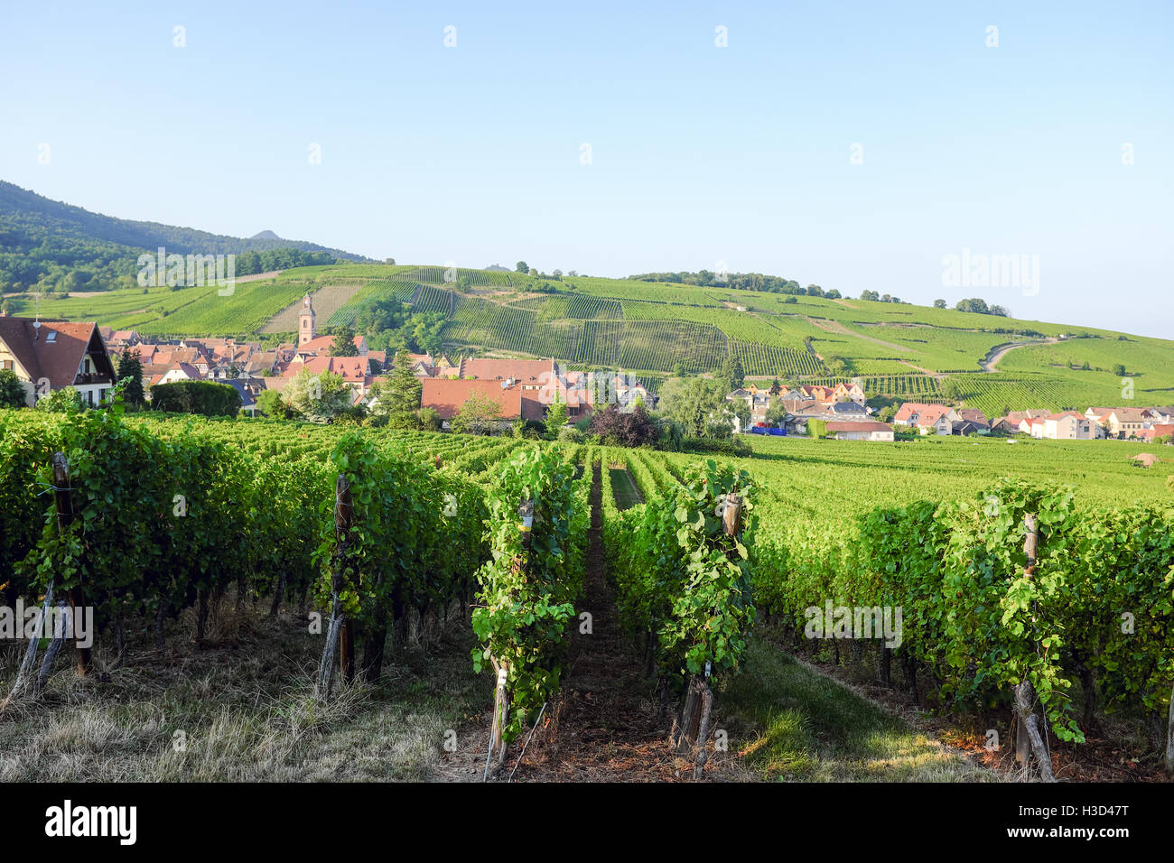 Die Weinberge von Riquewihr, Frankreich in das Elsass und Lothringen Weinregion. Stockfoto