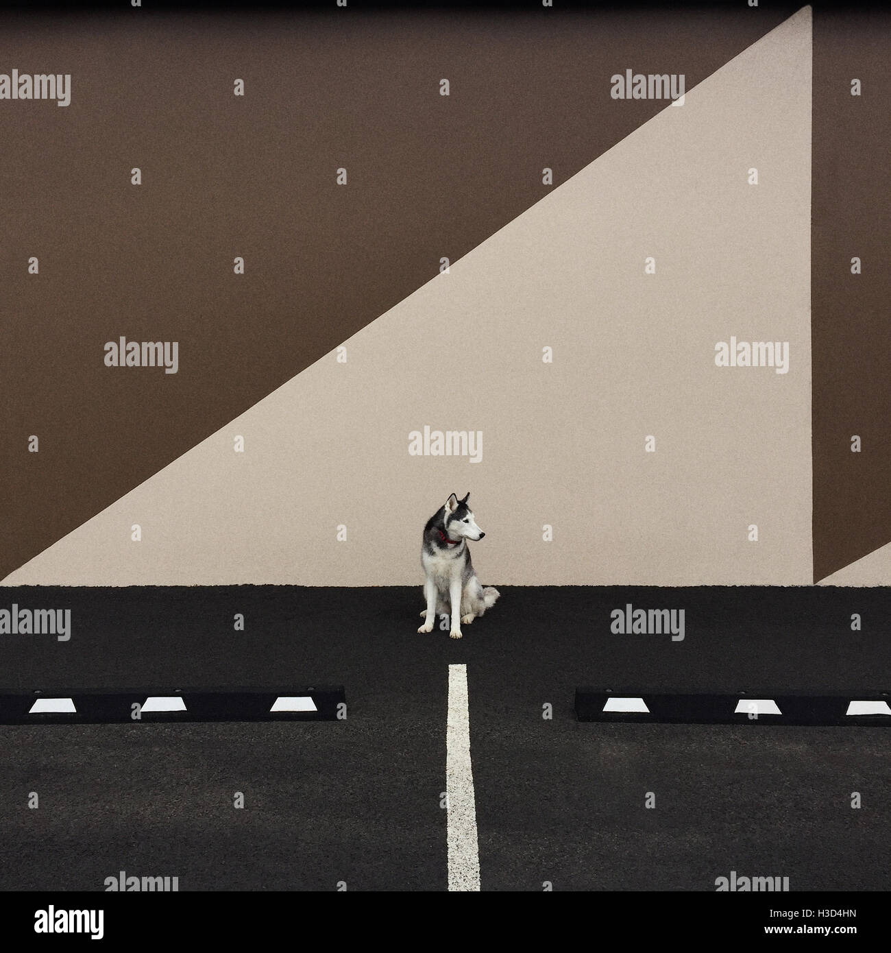 Hundesitting auf Parkplatz mit Grafik Schatten Stockfoto