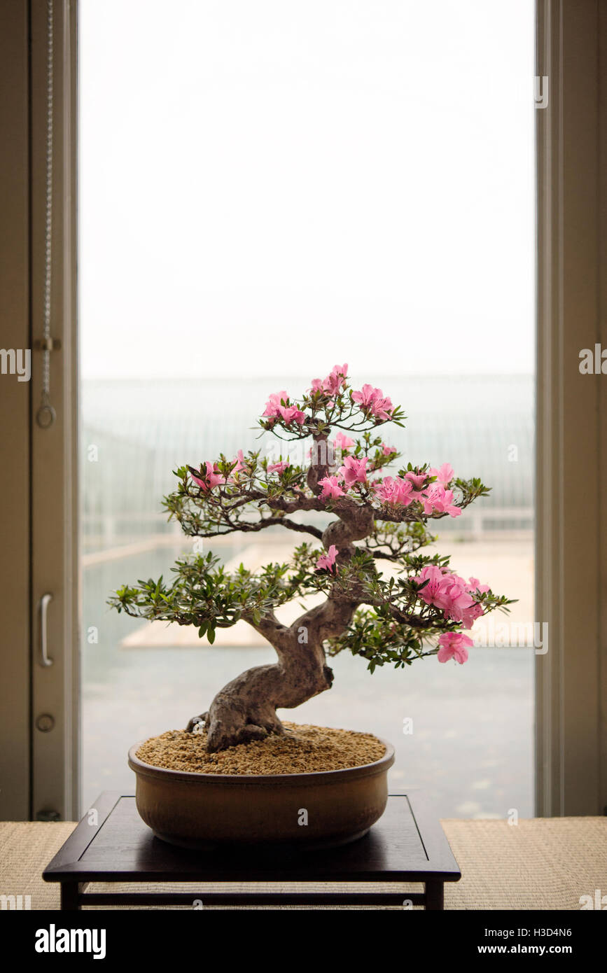 Bonsai-Baum auf Tisch durch Glastür Stockfotografie - Alamy