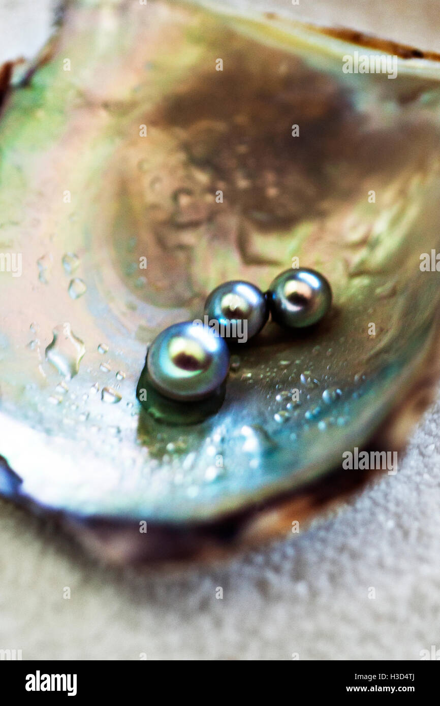 Nahaufnahme von Perlen in nasse Auster Stockfoto