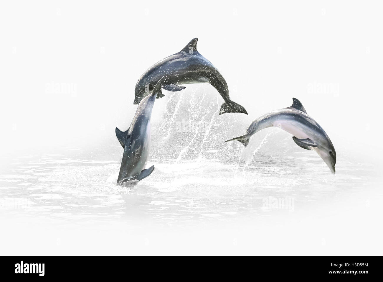 Drei Delfine springen Stockfoto