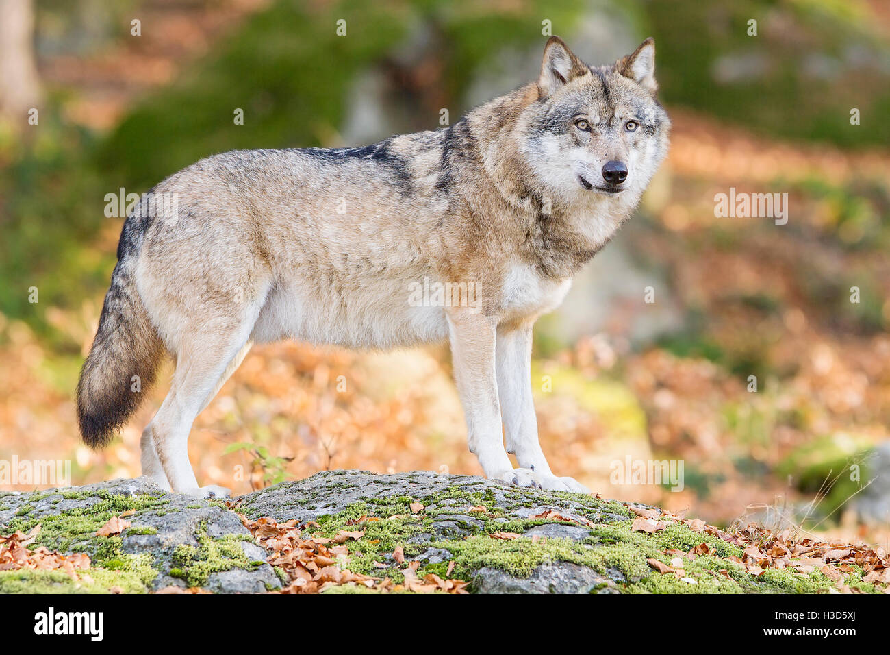 Einen Gefangenen männlichen Grauwolf steht auf einem Felsen inmitten der herbstlichen Farben des Waldes, Nationalpark Bayerischer Wald, Deutschland Stockfoto