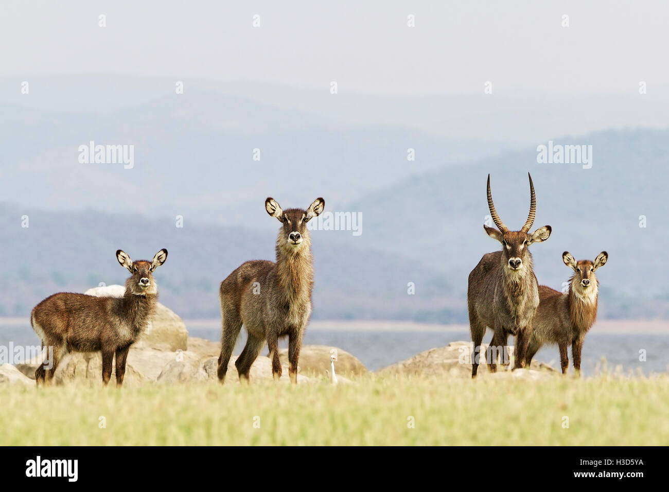 Wasserbock Familiengruppe Fütterung in der Nähe der Ufer des Lake Kariba mit einer Kulisse aus den Bergen der Zimbabwe Stockfoto