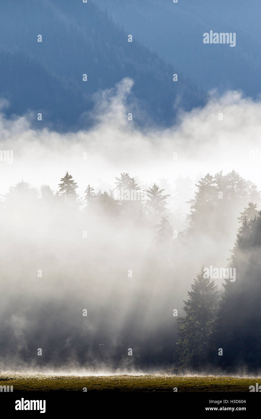 Einem frühen Morgennebel steigt aus dem Fluss und Küsten-Regenwald des Tongass National Forest in Southeast Alaska, USA. Stockfoto