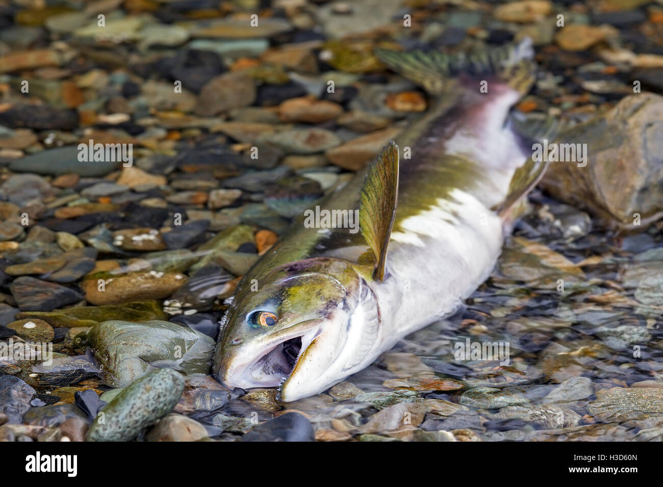 Eine rosa Lachs Atemzüge seiner letzten nach der Migration vom Pazifischen Ozean, ein Alaskan Stream, Tongass National Forest, Alaska Stockfoto