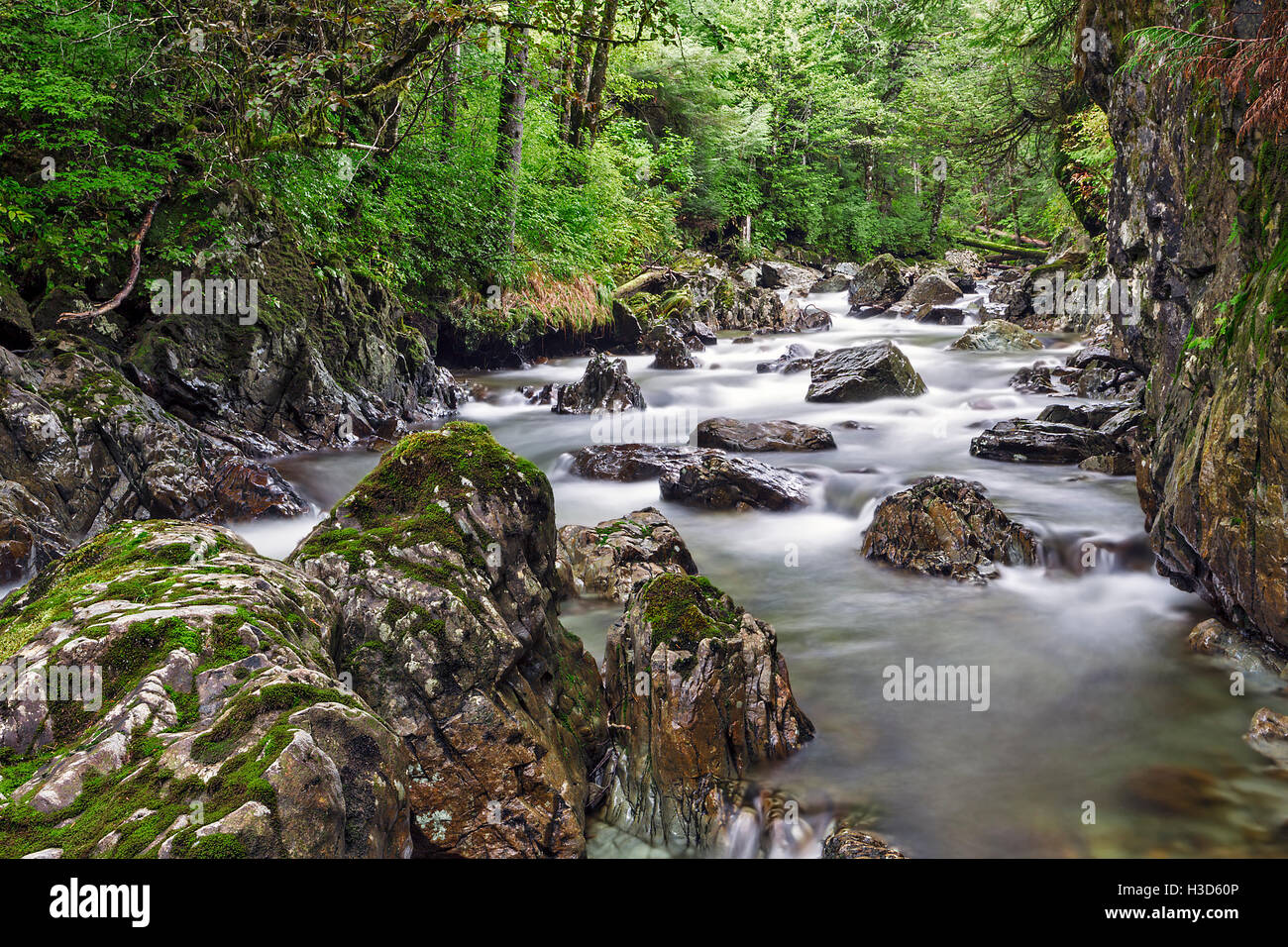 Ein Fluss von der gemäßigten Regen Küstenwald, Tongass National Forest, Alaska, USA. Stockfoto