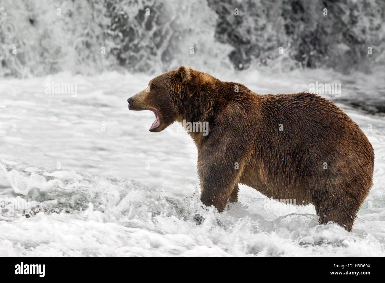 Männliche Braunbären Fischerei für Sockeye Lachs an den Brooks Falls, Katmai Nationalpark, Alaska Stockfoto