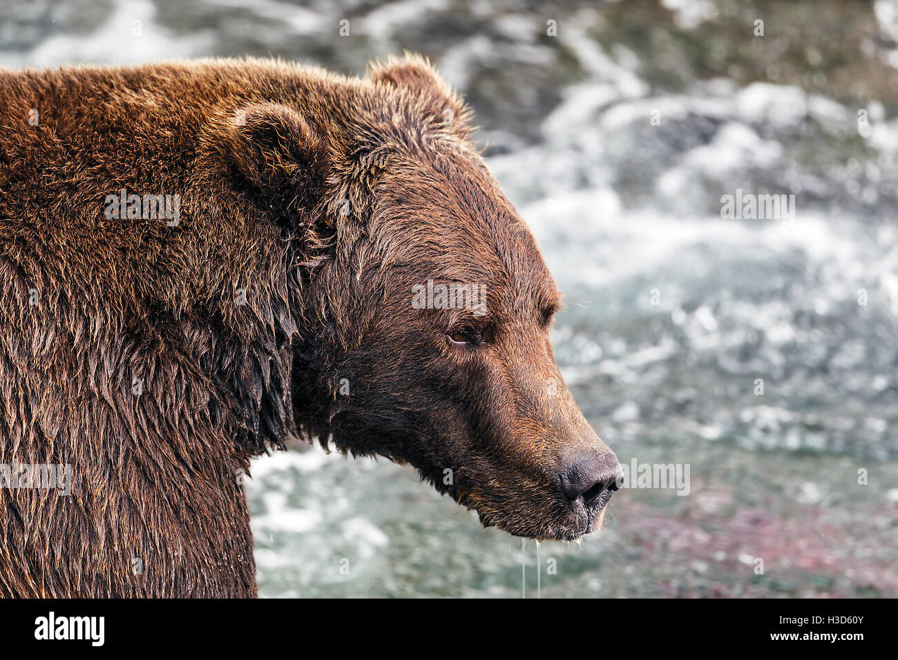 Nahaufnahme der Alaskan Braunbär, Katmai Nationalpark, Alaska, USA Stockfoto