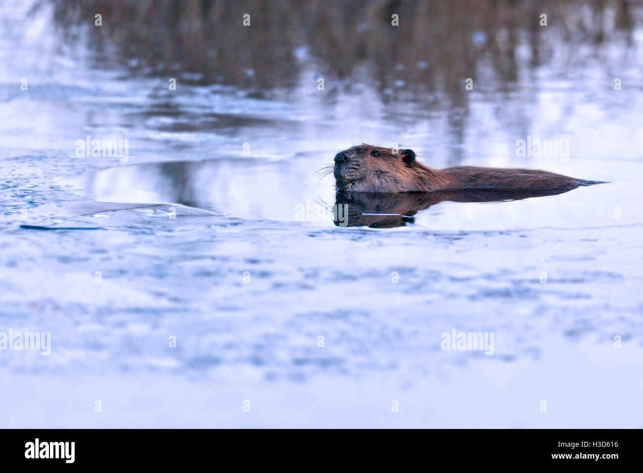 North American Beaver eingetaucht in ein Biber Teich in der Abenddämmerung mit einer Glasscherbe Eis auf seiner Krone, Alaska Stockfoto