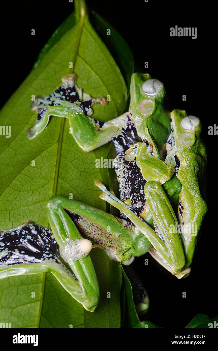 Paarung zweier sexuell dimorphen Norhayati fliegender Frosch in Amplexus im tropischen Regenwald von Malaysia Stockfoto