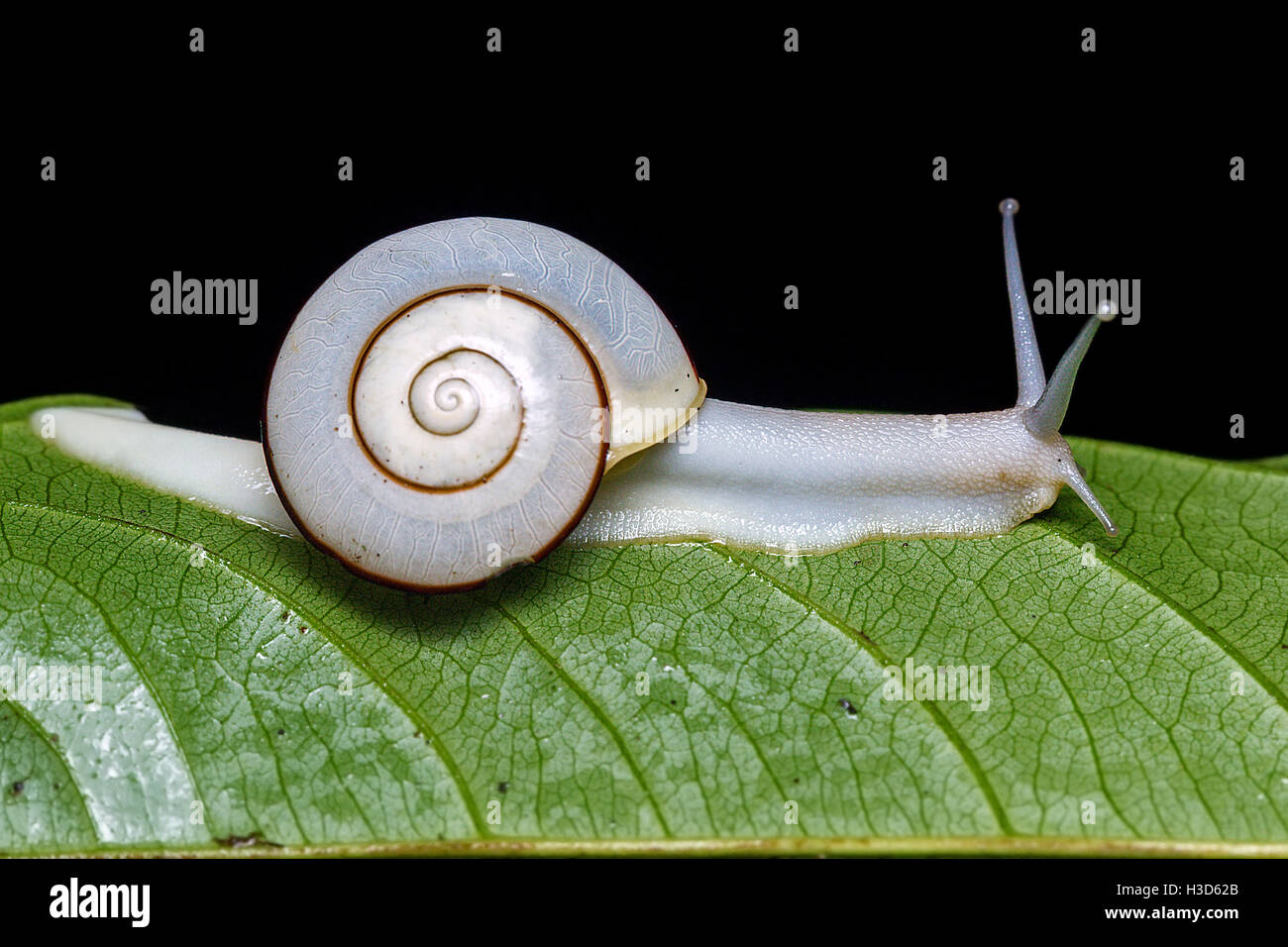 Eine weiße Schnecke auf einem grünen Blatt in einem vietnamesischen Wald Stockfoto