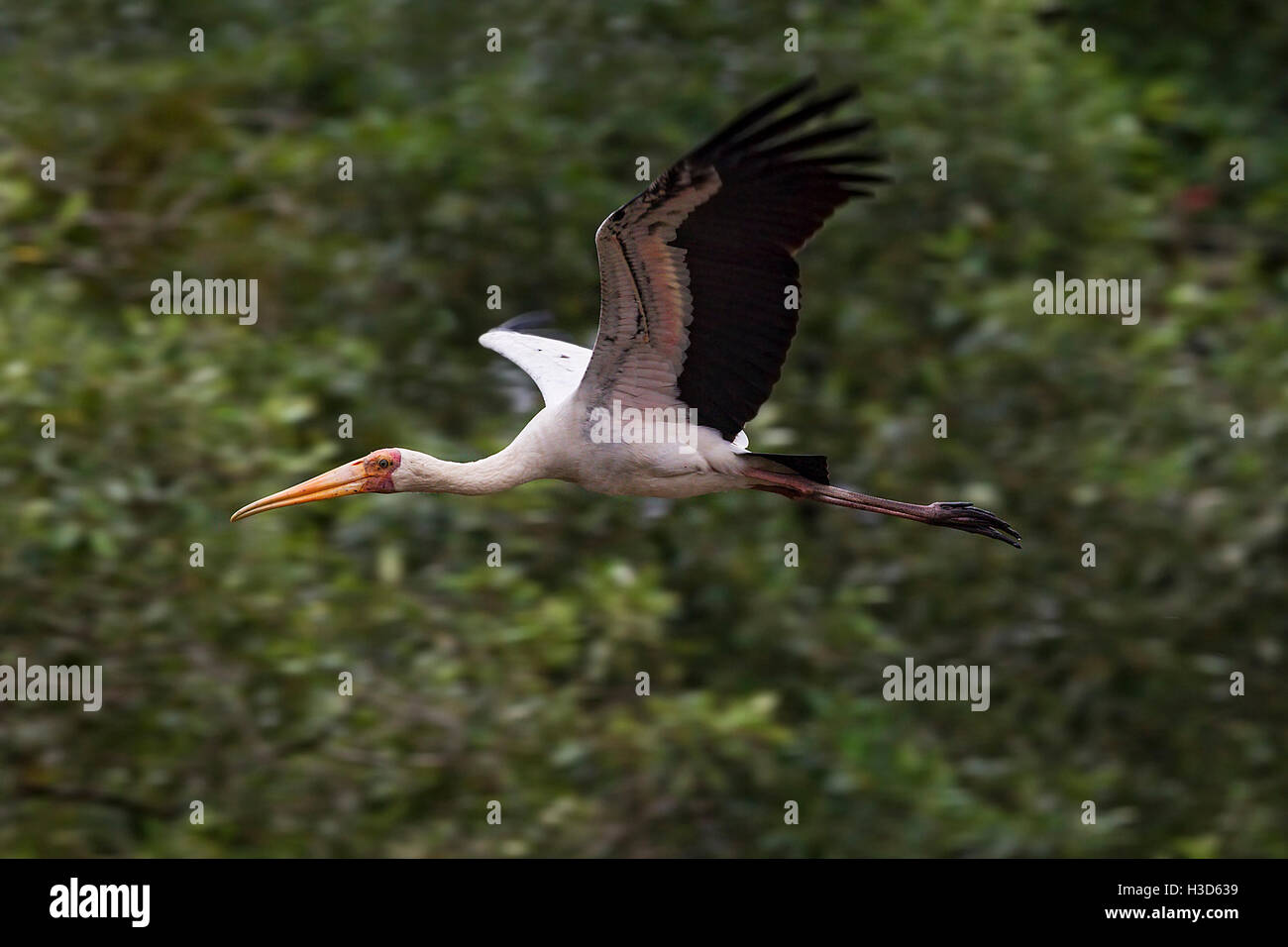 Ein milchig Storch fliegen über einen Fluss in einem Mangrovenwald, Sungei Buloh, Singapur Stockfoto