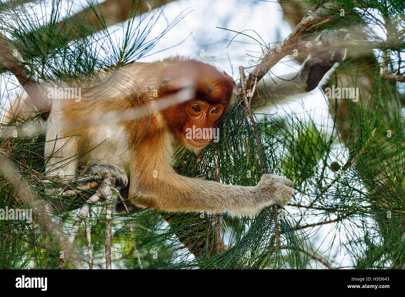 Ein Nasenaffe nimmt eine Bedrohung Haltung zur eine Truppe von Makaken, flach auf einem Ast, starrte auf die Makaken unten liegend Stockfoto