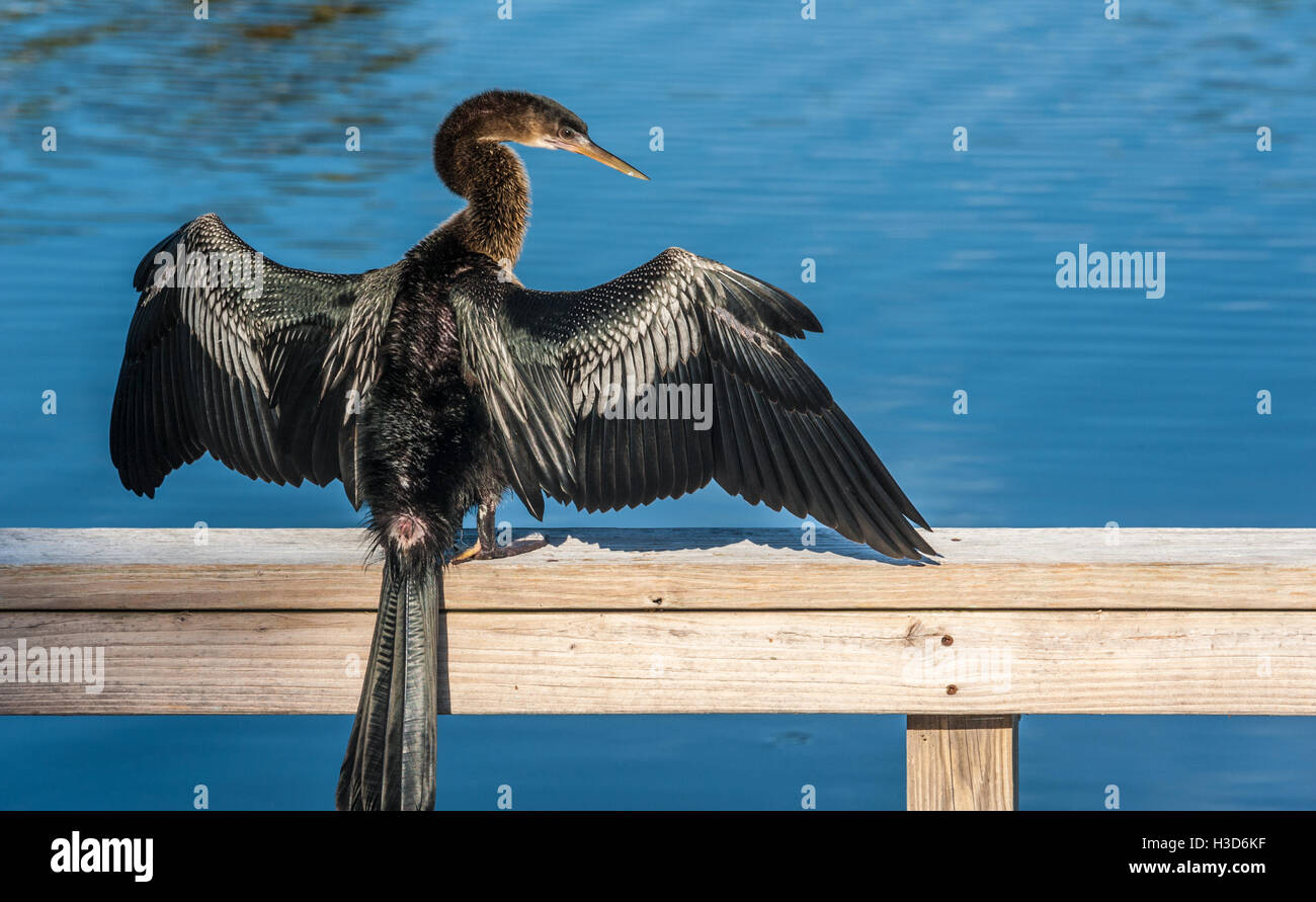 Anhinga trocknen seine Flügel auf einem Dock in Florida. Stockfoto
