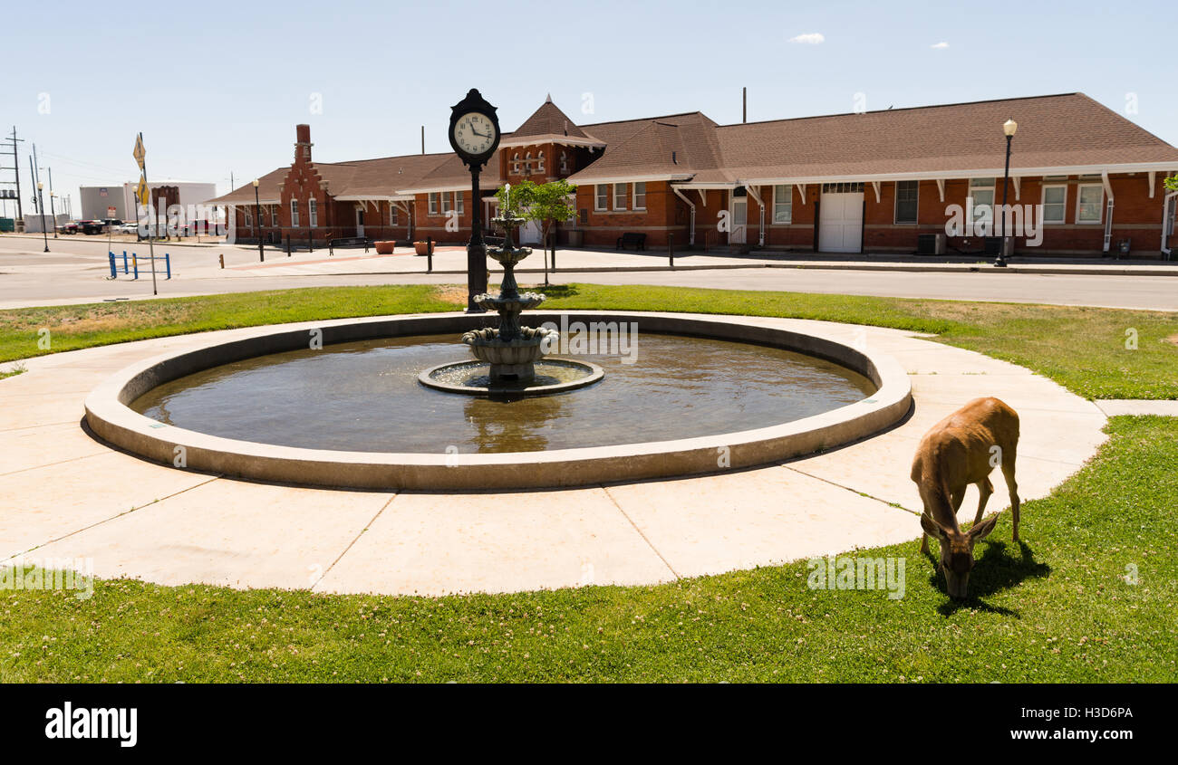 Ein Reh grast downtown Cheyenne Wyoming Stockfoto