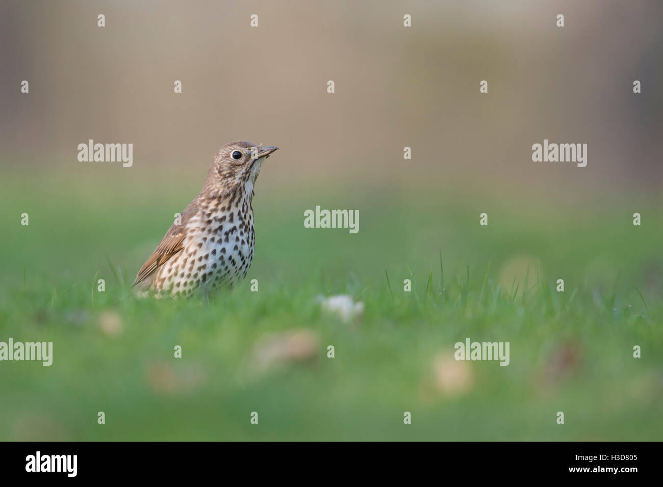 Singdrossel ( Turdus philomelos ) in Zuchtkleidung, Zugvogel, auf dem Boden, sitzend im Gras, tiefer Blickwinkel, Wildtiere, Europa. Stockfoto