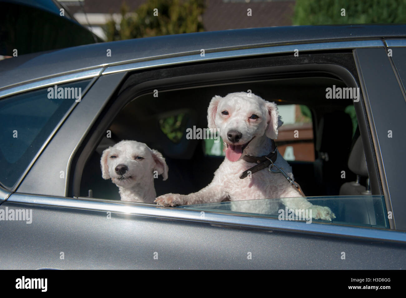 Nehmen die Hunde im Auto auf dem Rücksitz, lustige Ausdrücke