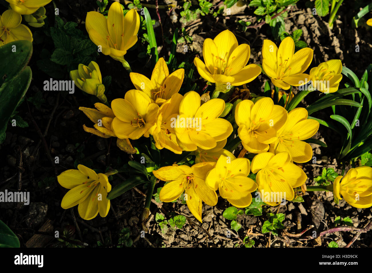 Gelbe gartenpflanze Fotos und Bildmaterial in hoher Auflösung Alamy