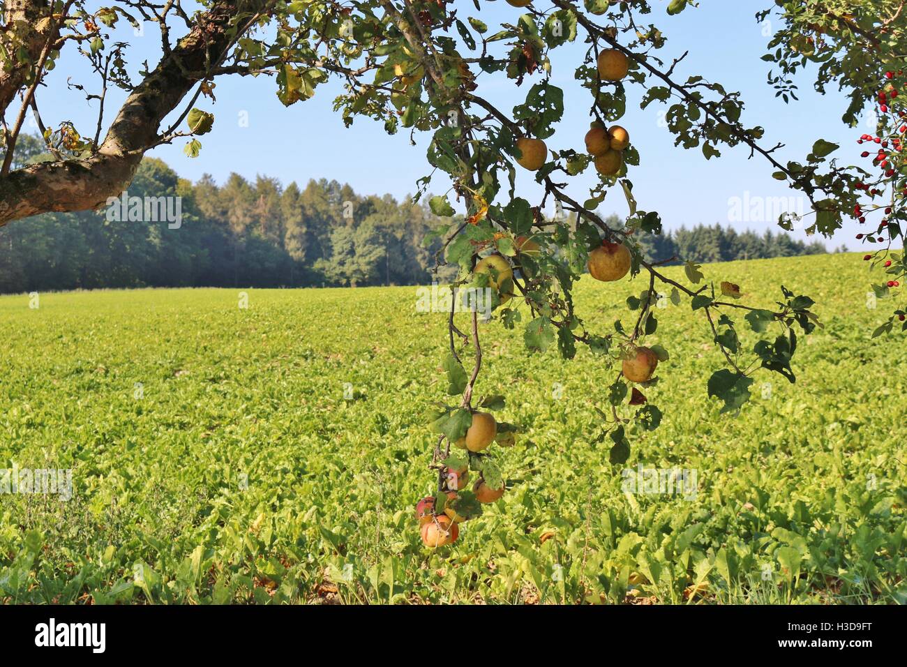 Äpfel an einem Baum Apfelzweig, im Hintergrund ein Zuckerrohrfeld. Im Kraichgau Region, Süd-Deutschland, Europa. Stockfoto