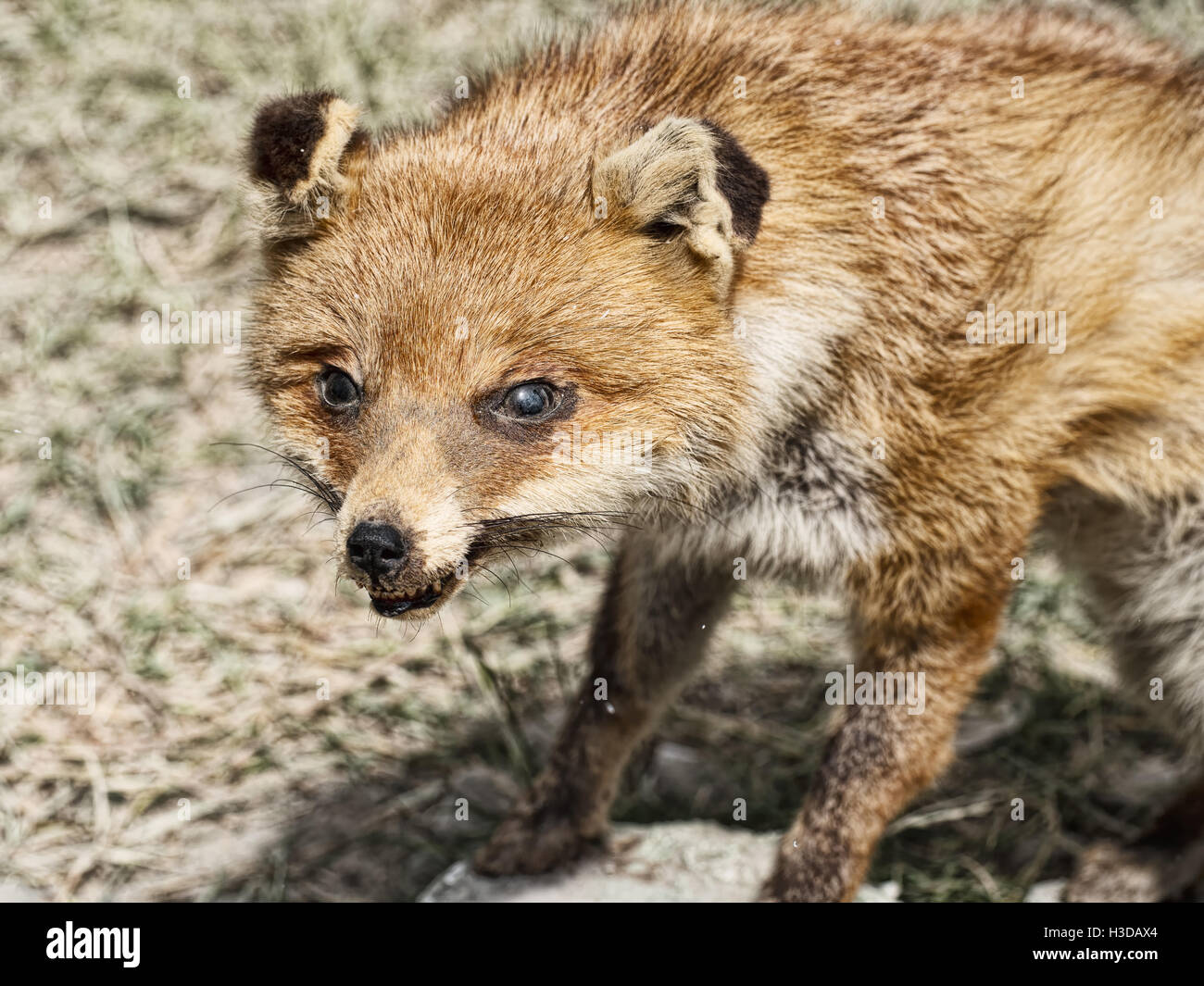 Alten ausgestopften Fuchs. Stockfoto