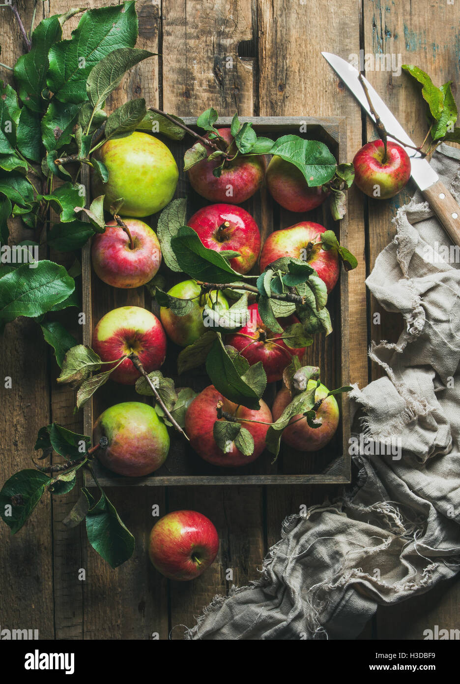 Saisonale Garten Ernte Äpfel mit grünen Blättern in Holztablett Stockfoto