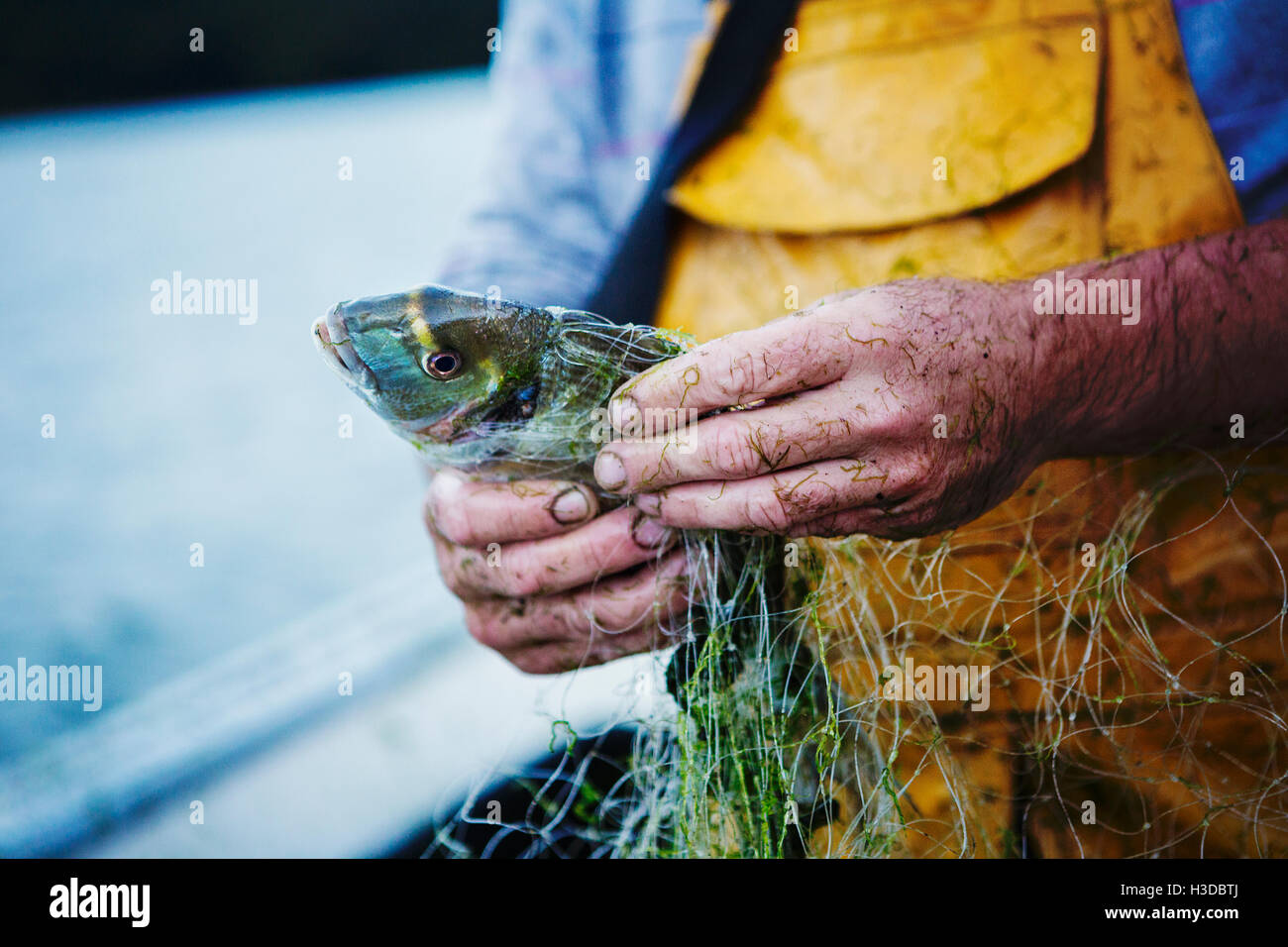 Ein Fischer in gelben Watvögel auf seinem Boot einen fangfrischen Fisch aus dem Netz zu extrahieren. Stockfoto