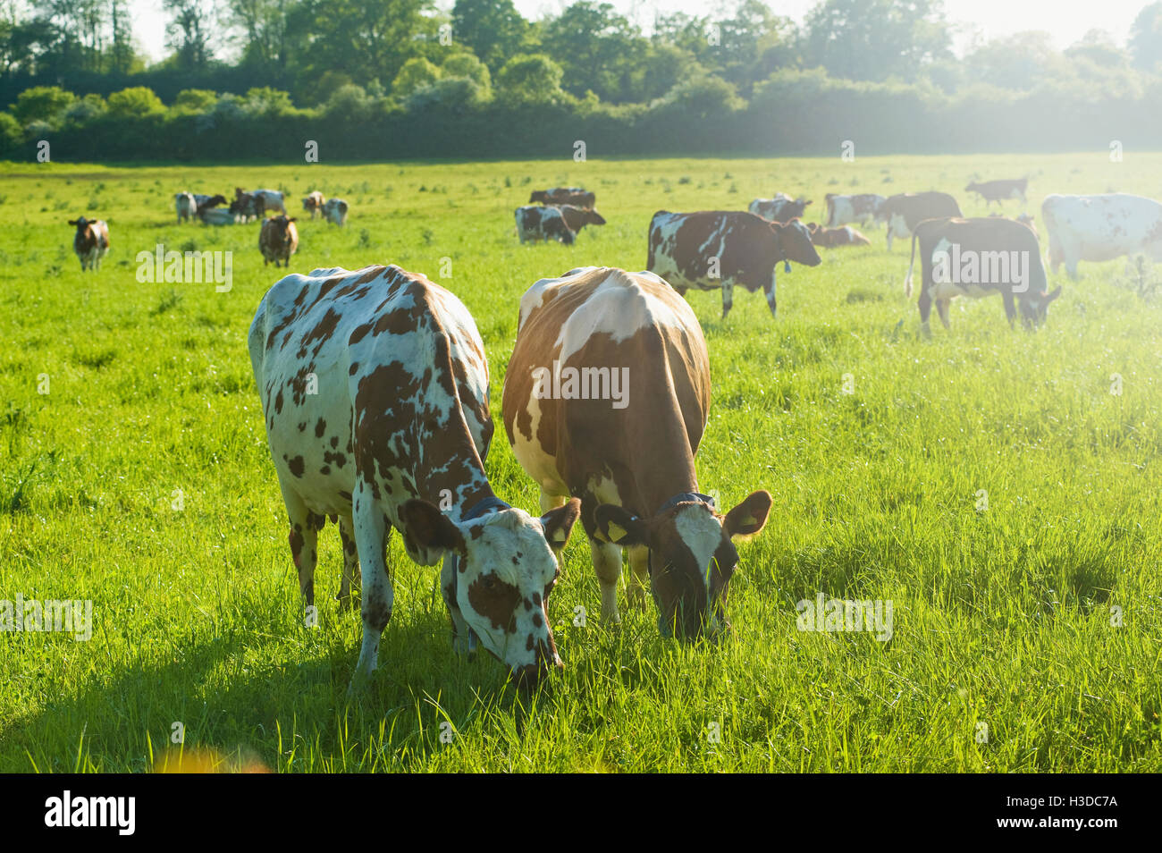 Eine Herde Kühe in einem Feld. Stockfoto