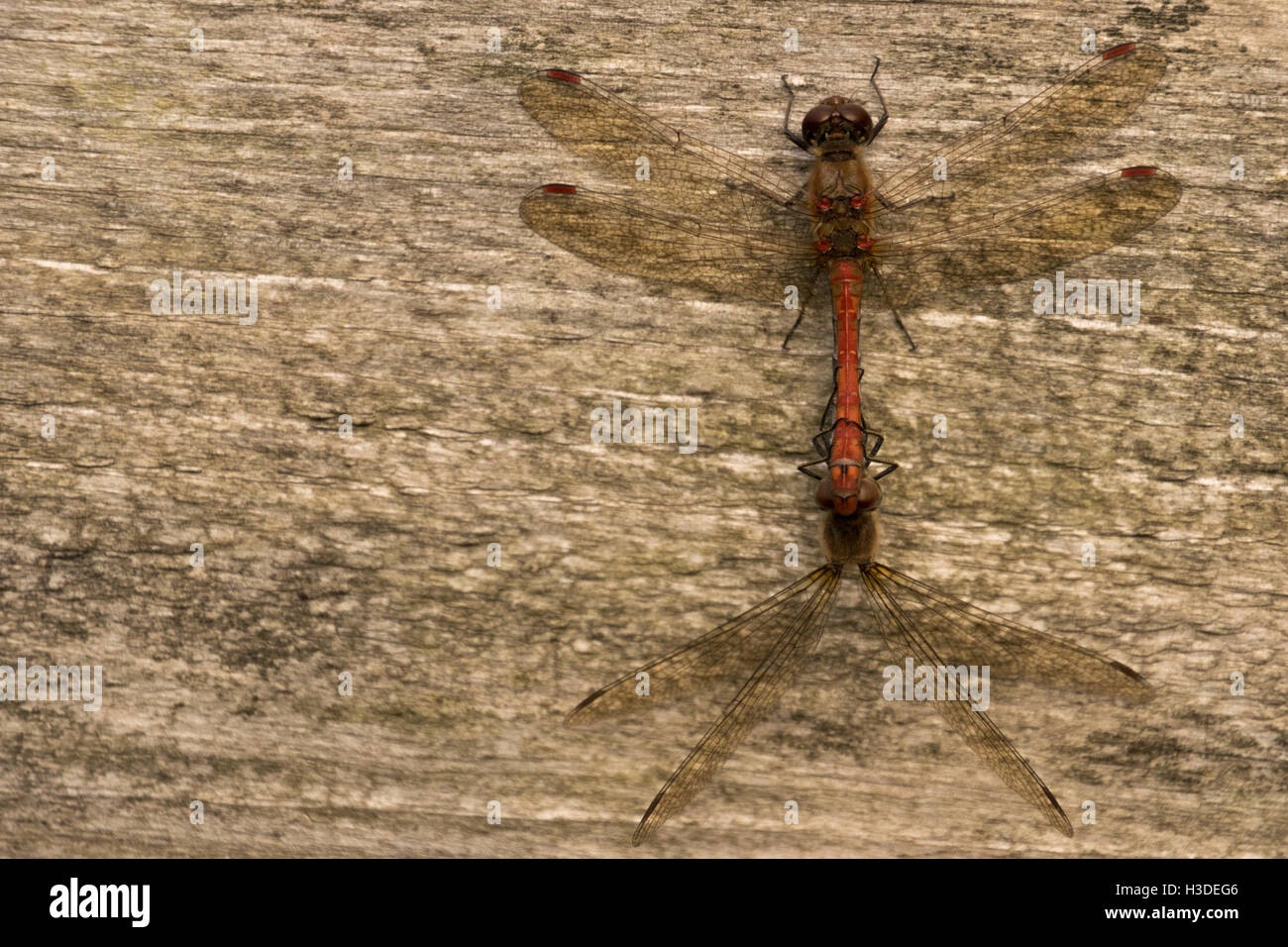 Nomad Sympetrum Fonscolombii rot-veined Darter auf Zaun Pfosten Paarung Stockfoto