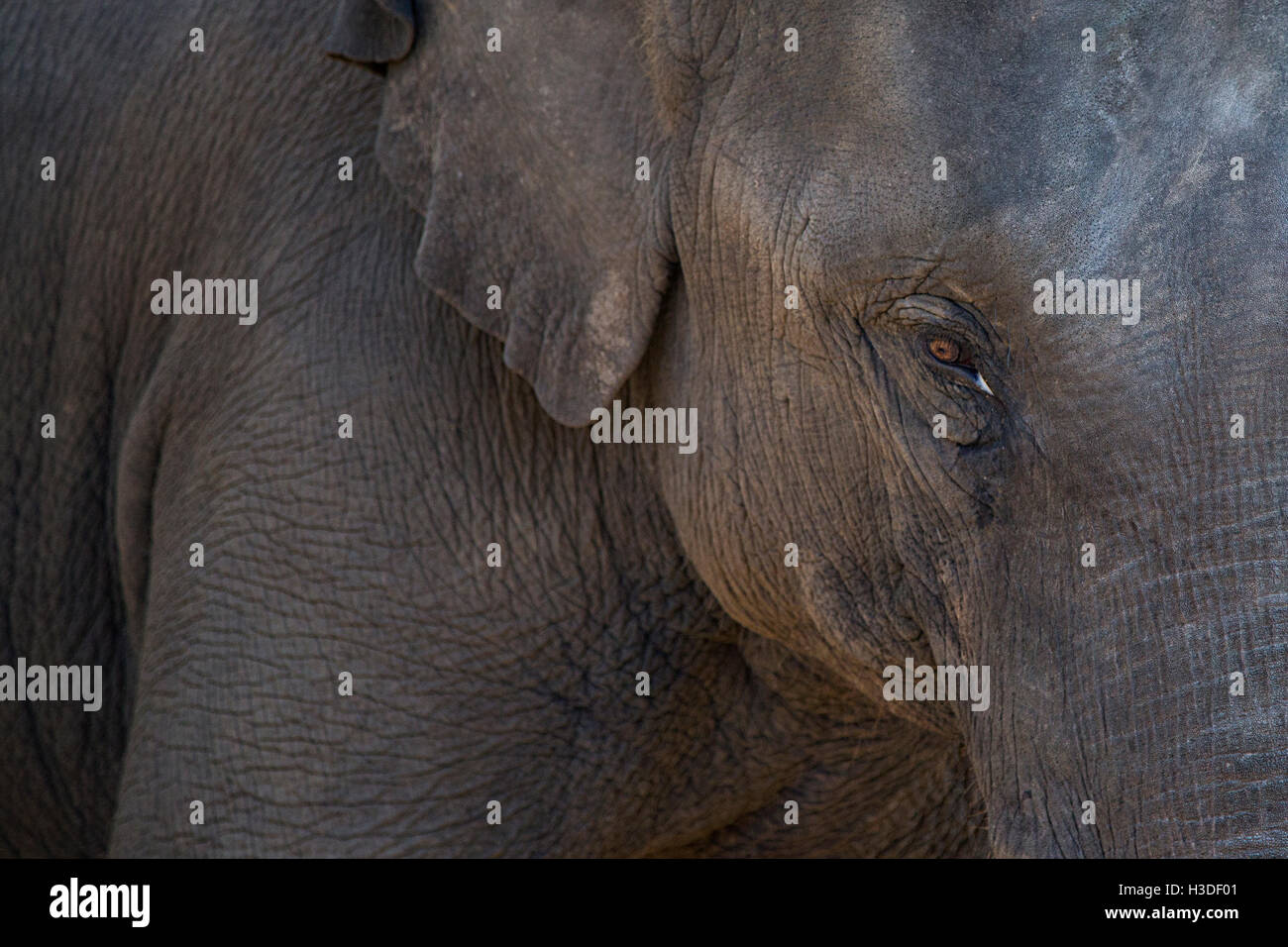 Ansicht im Elephant Eye Nahaufnahme detail Stockfoto