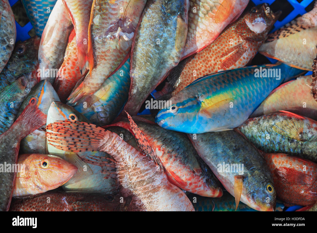 Frischer Fisch auf einem karibischen Fischmarkt. Stockfoto