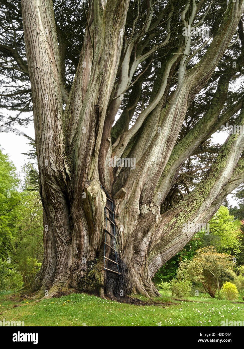 Monterey-Zypresse, berichtet, um größten Umfang im Vereinigten Königreich, Colonsay House Gardens, Insel Colonsay, Schottland, UK. Stockfoto