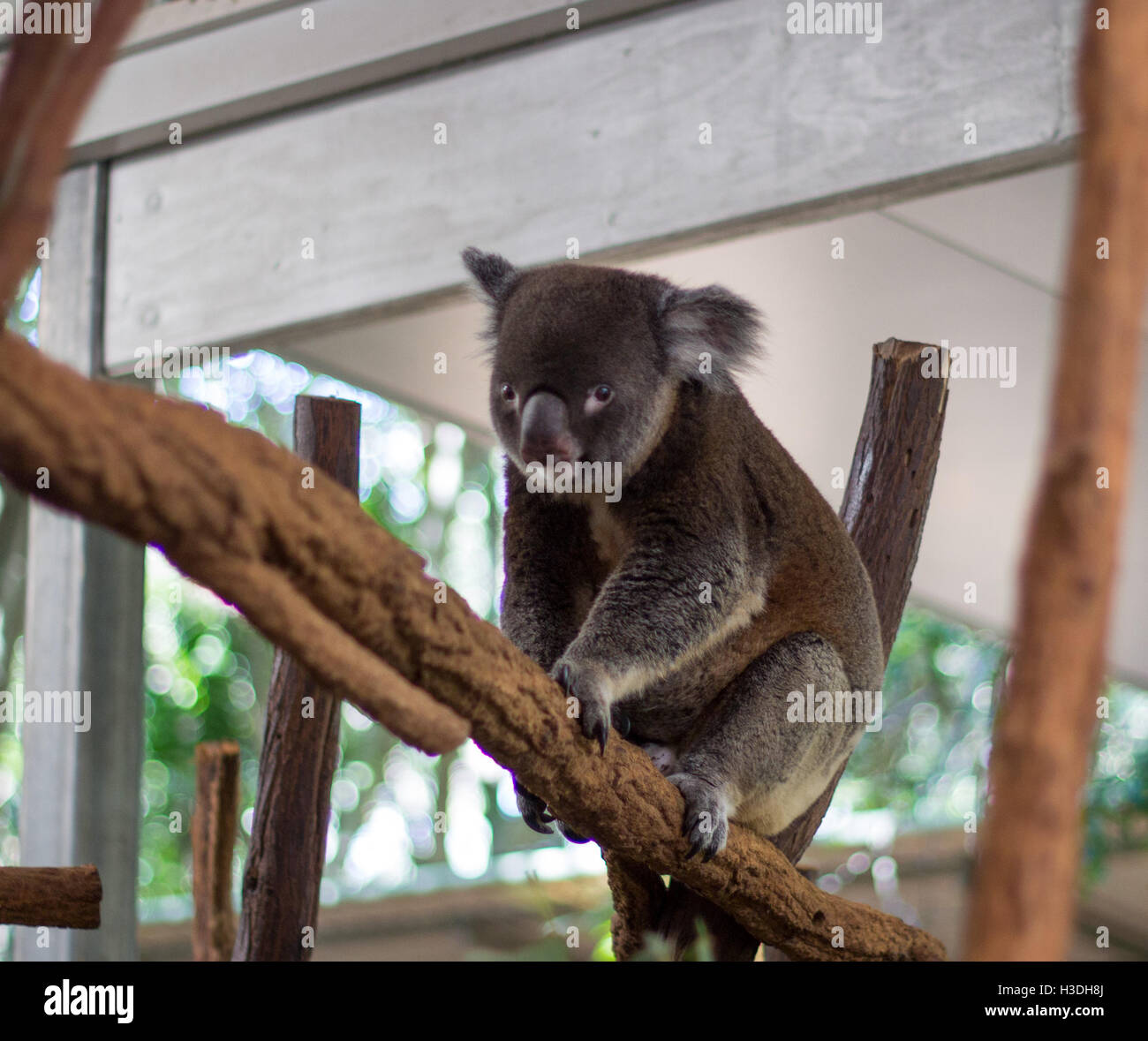 Eine niedliche Koalabär guckt in die Kamera in Lone Pine Koala Sanctuary, Apr. 2015 genommen. Stockfoto
