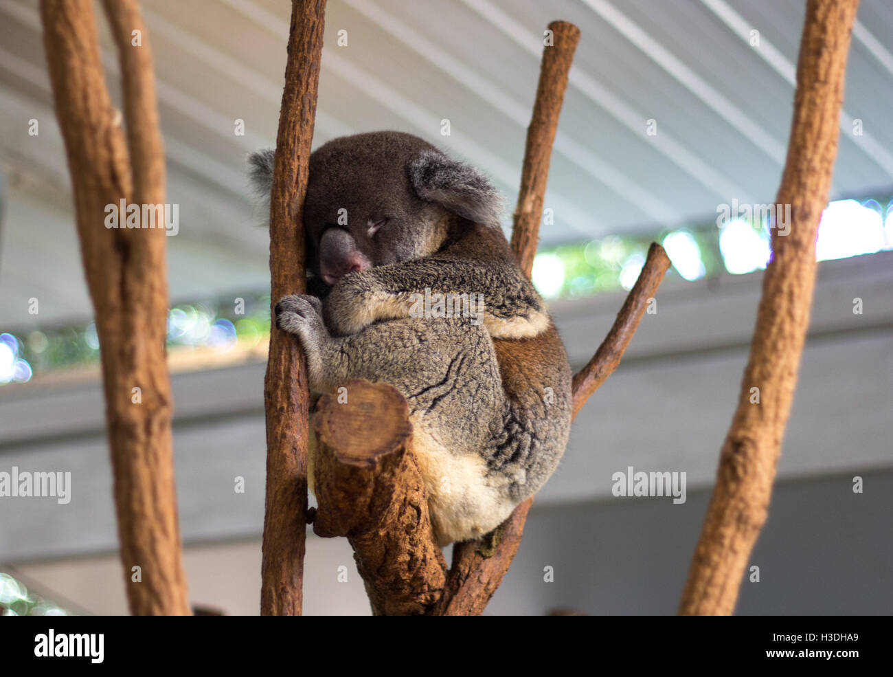 Eine niedliche Koala-Bär, schlafen im Lone Pine Koala Sanctuary, Australien, Apr. 2015 genommen. Stockfoto