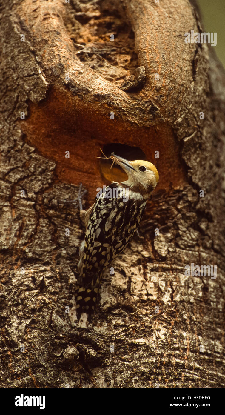 weibliche gelb gekrönt oder Mahratta Specht (Dendrocopus Mahrattensis), mit Insekten essen, Keoladeo Ghana Nationalpark, Indien Stockfoto