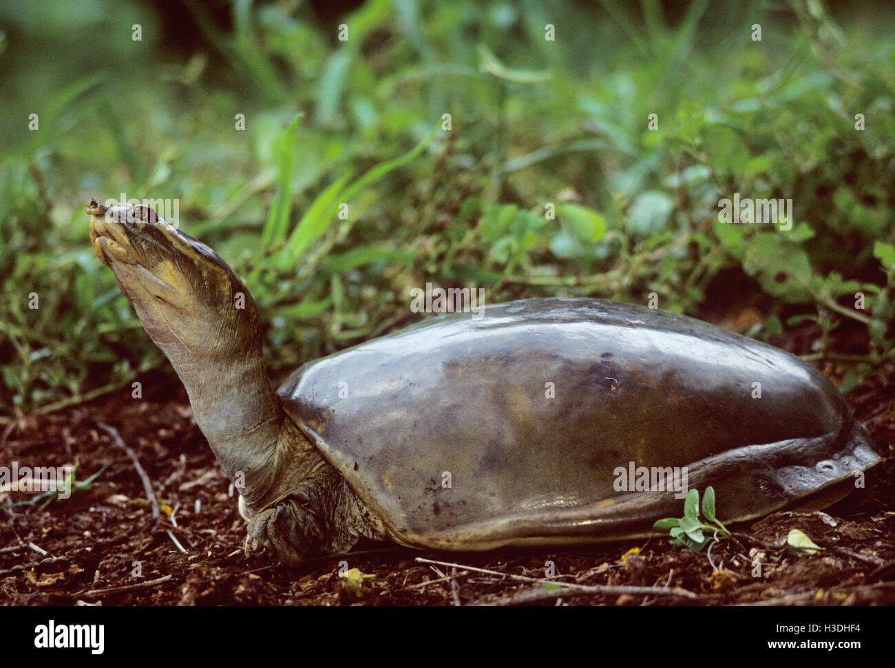 Indische Softshell Turtle, (Aspideretes zugewiesen Gangeticus), Keoladeo Ghana National Park Stockfoto